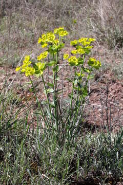 Image of serrate spurge