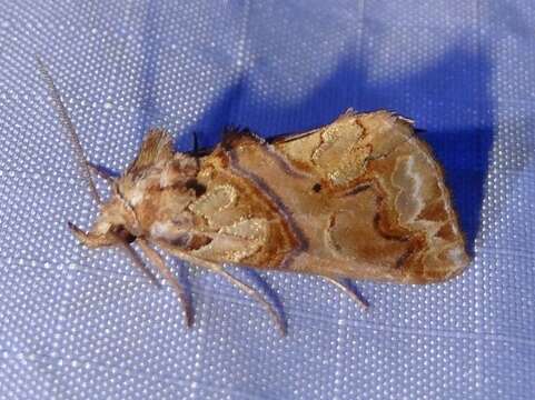 Image of Moonseed Moth