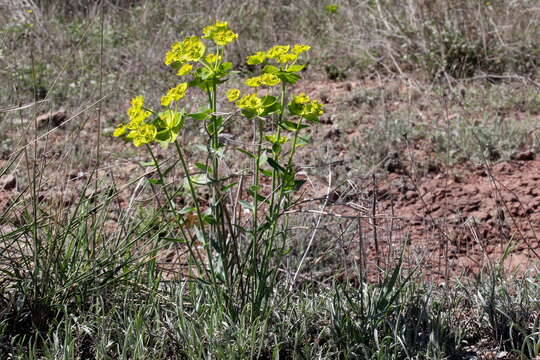 Image of serrate spurge