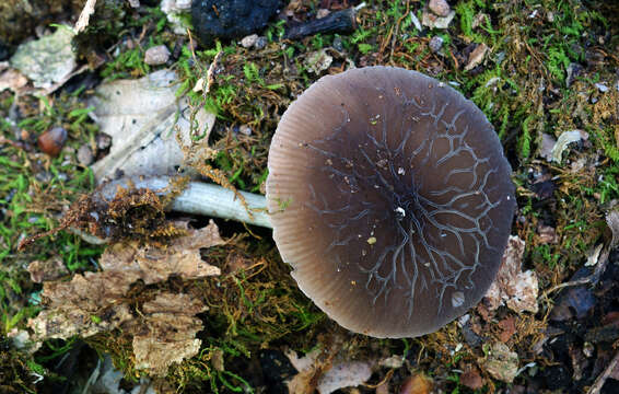 Image of Pluteus thomsonii (Berk. & Broome) Dennis 1948