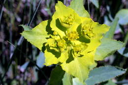 Image of serrate spurge