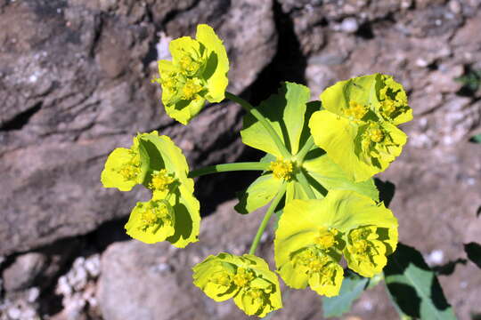 Image of serrate spurge