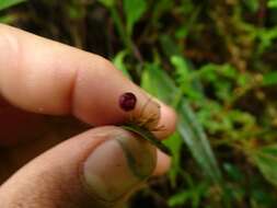 Image of Pleurothallis ruscaria Luer