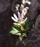 Image of tuber anemone