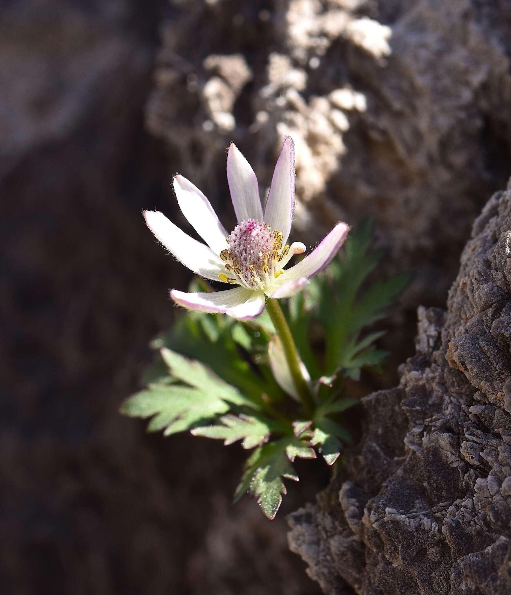 Anemone tuberosa Rydb. resmi