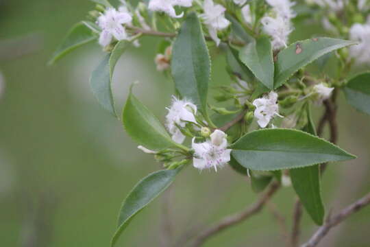 Image of Myoporum petiolatum Chinnock