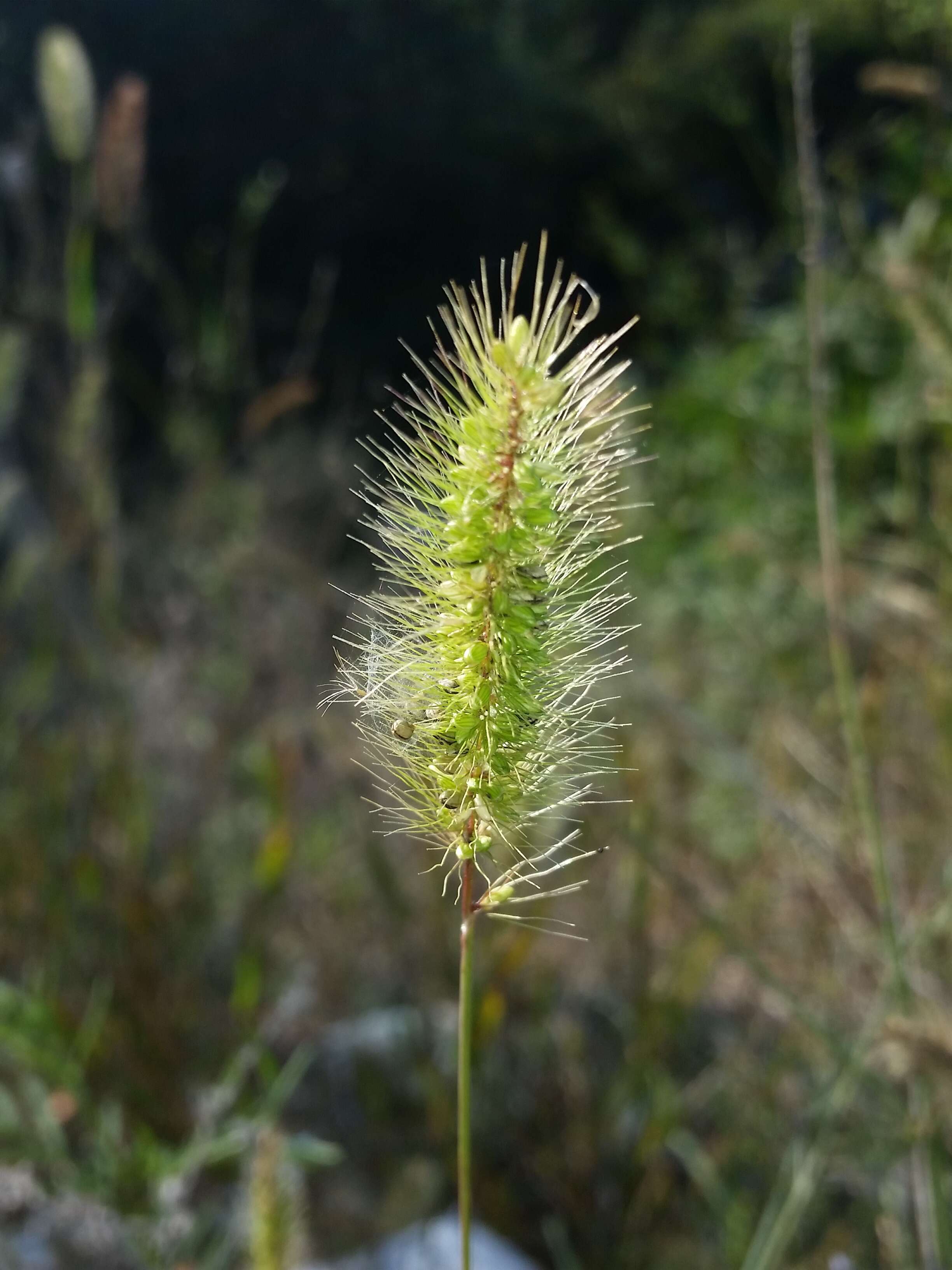 Image de sétaire verticillée