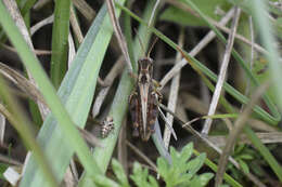 Baeacris punctulata (Thunberg 1824)的圖片