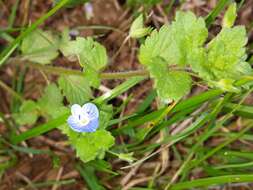 Image of birdeye speedwell