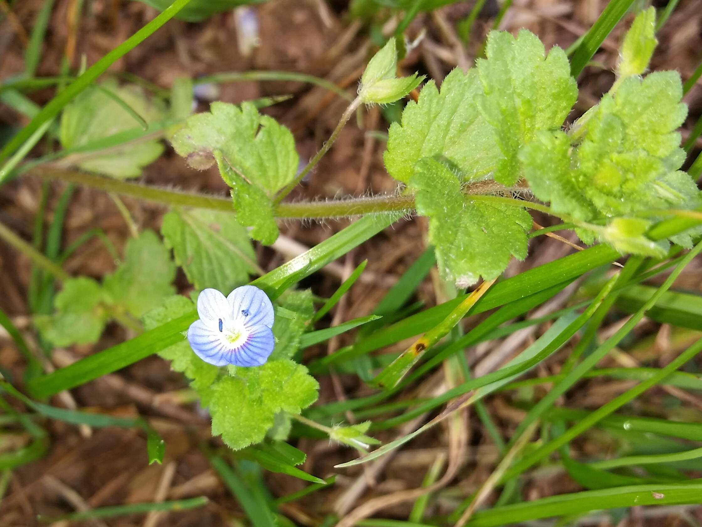 Image of birdeye speedwell