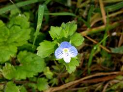 Image of birdeye speedwell