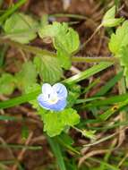 Image of birdeye speedwell