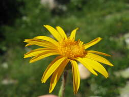 Image of mountain arnica