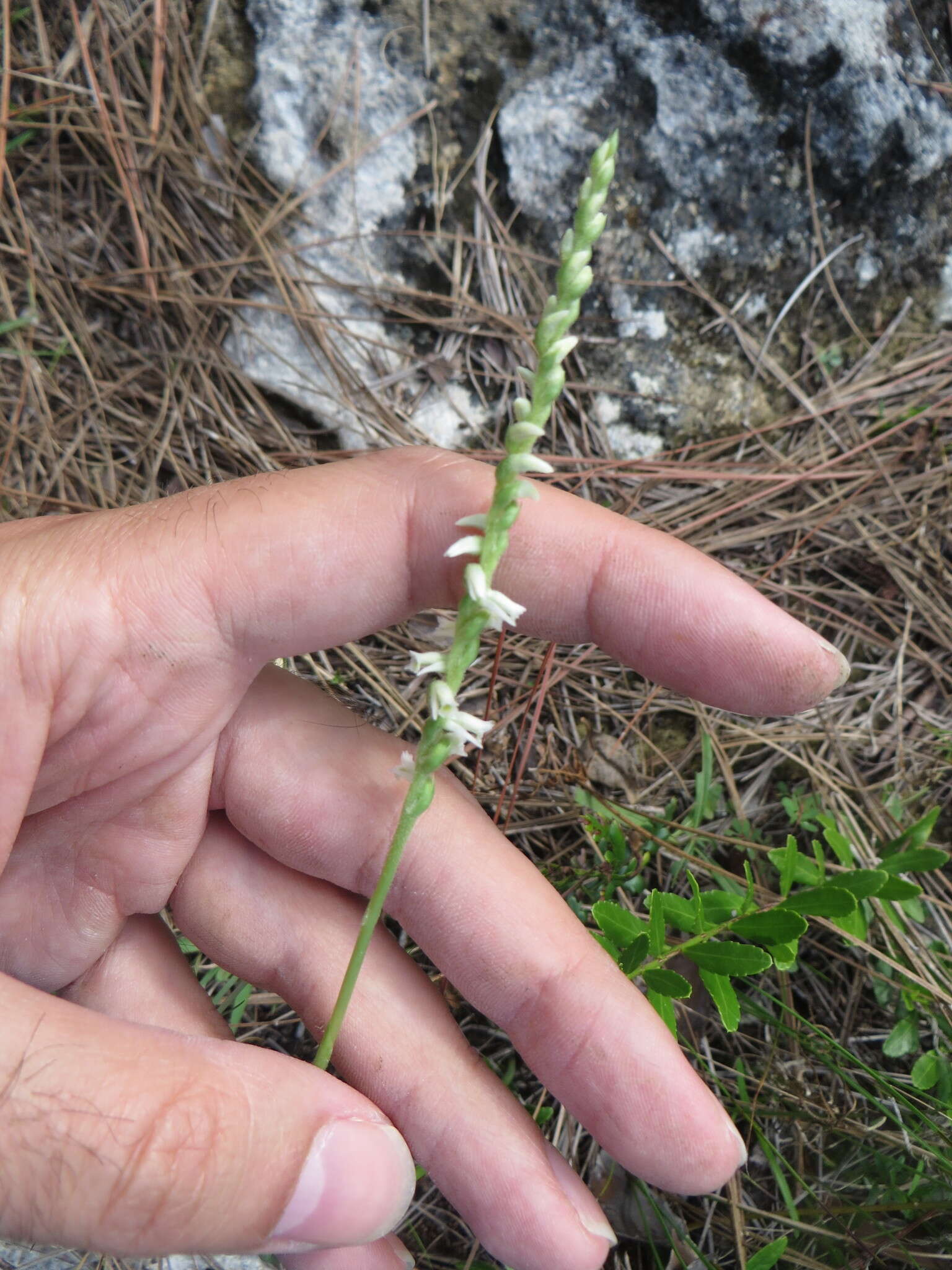 Image of Southern lady's tresses