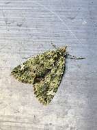 Image of red-green carpet