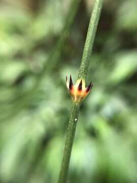 Image of Calamus formosanus Becc.