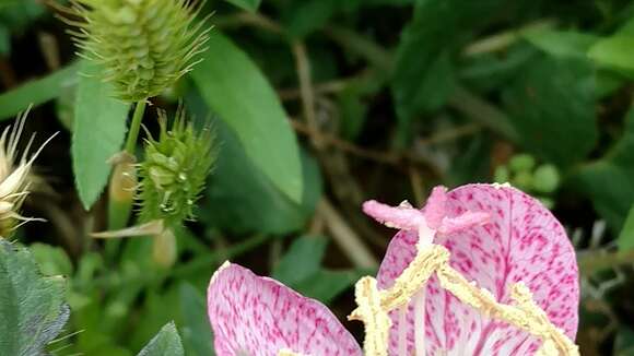 Plancia ëd Oenothera canescens Torr.