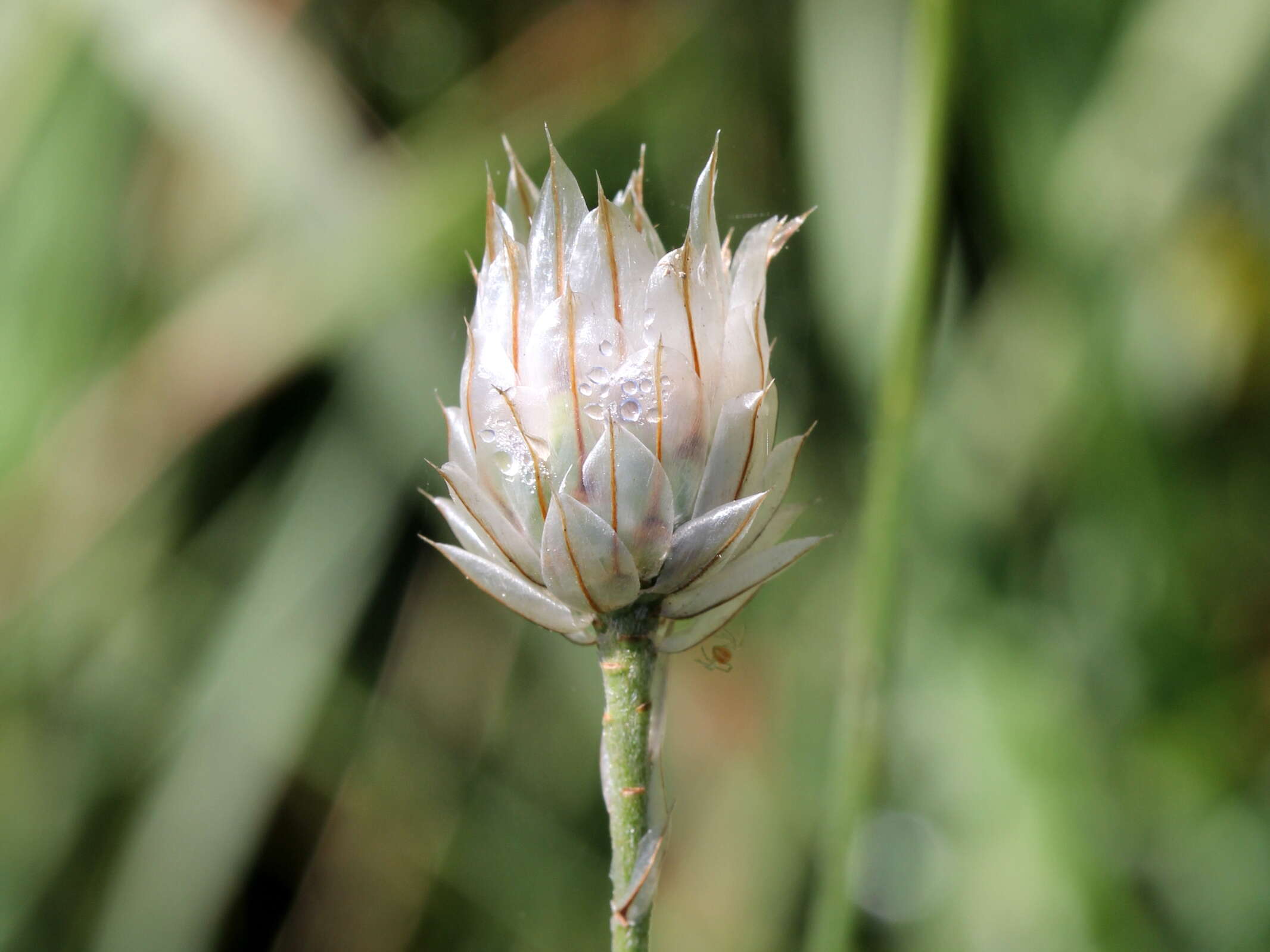 Image of Cupid's dart