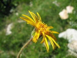 Image of mountain arnica