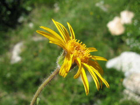 Image of mountain arnica