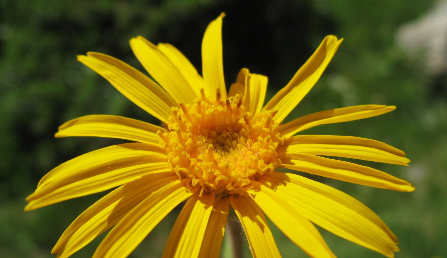 Image of mountain arnica