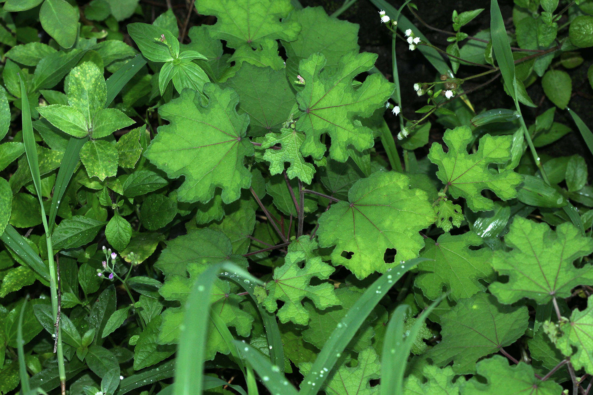Image of Urena lobata subsp. sinuata (L.) Borss. Waalk.