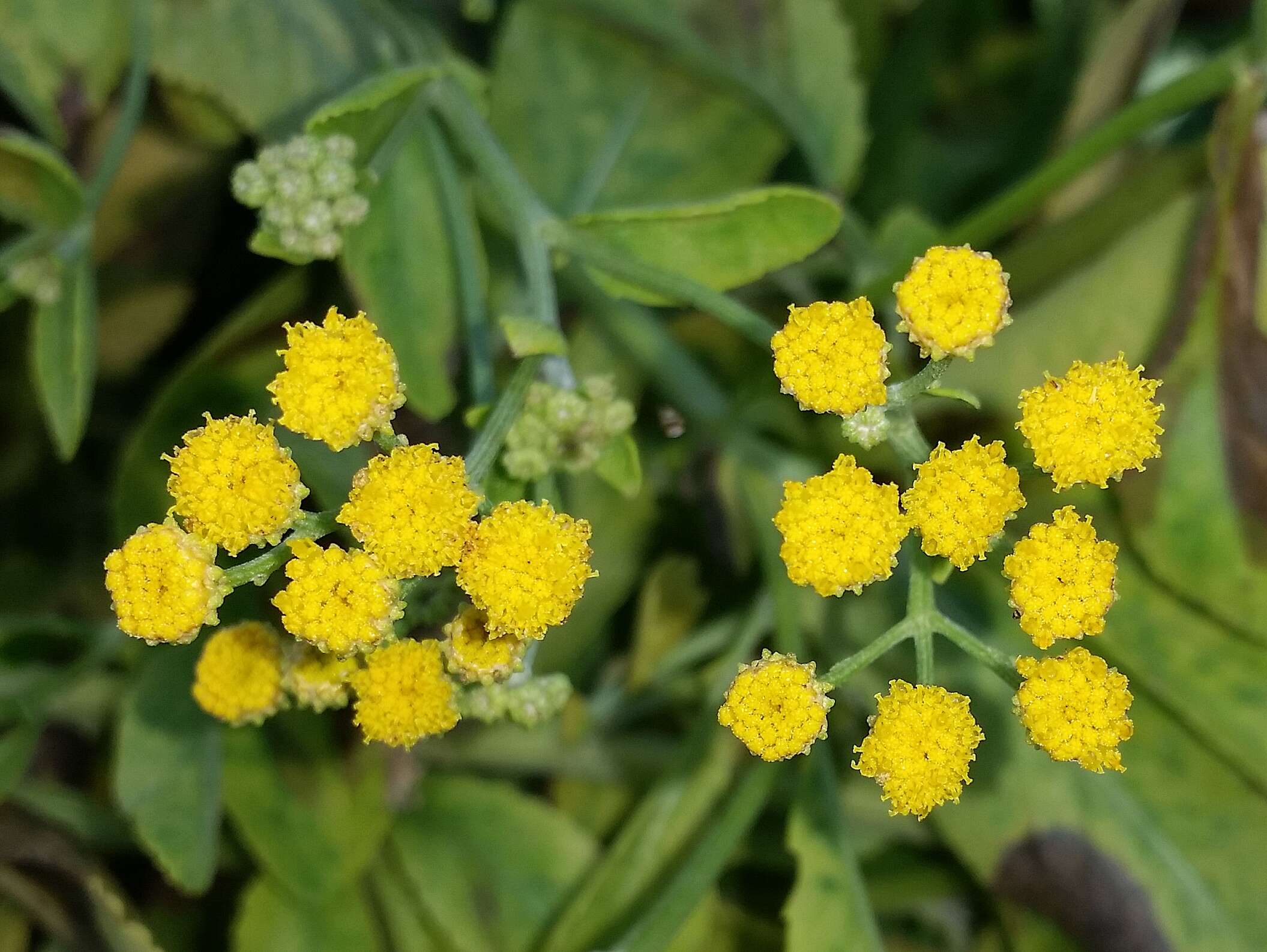 Image of Alecost or Balsam Herb