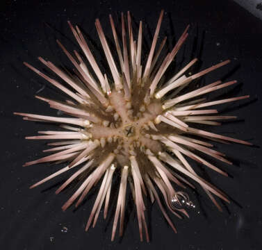 Image of Atlantic purple sea urchin