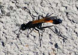 Слика од Ammophila placida F. Smith 1856