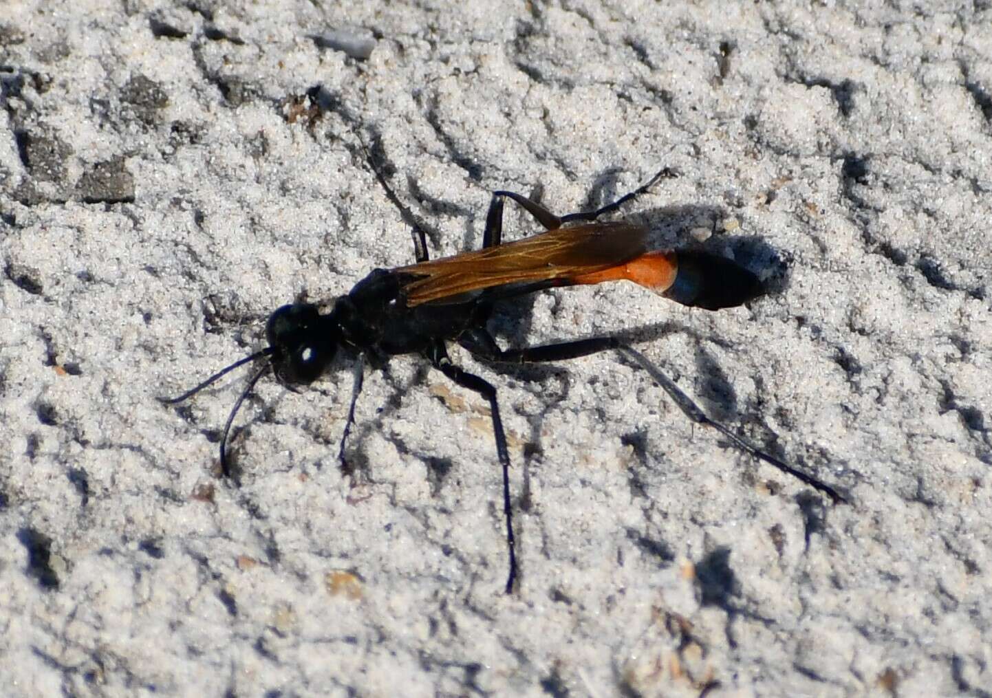 Image of Ammophila placida F. Smith 1856