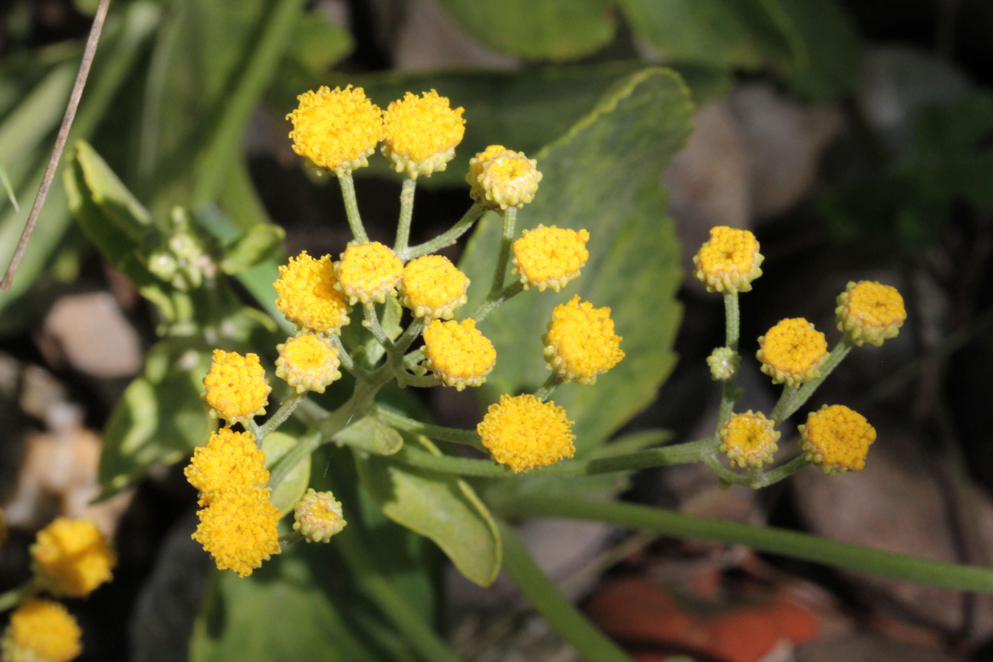 Image of Alecost or Balsam Herb