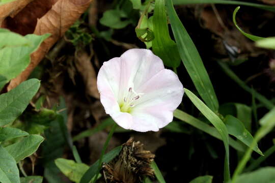 Image of Field Bindweed