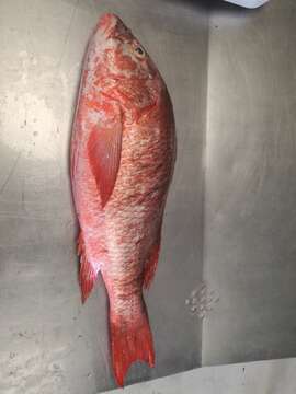 Image of Colorado snapper