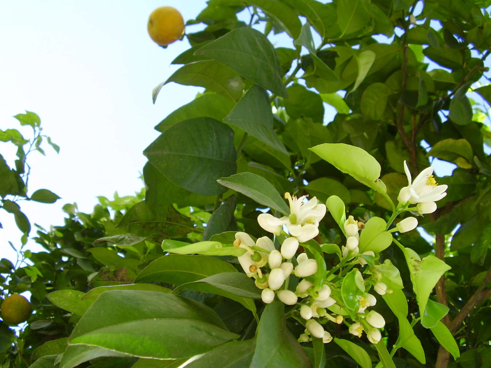 Image of Citrus × sinensis