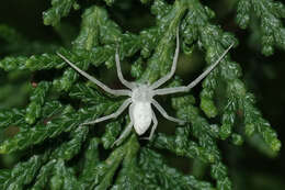 Image of Gephyrellula violacea (Mello-Leitão 1918)