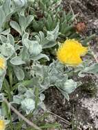 Image of Helichrysum aureum var. argenteum O. M. Hilliard