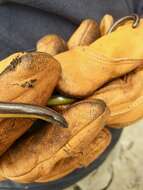 Image of California legless lizard