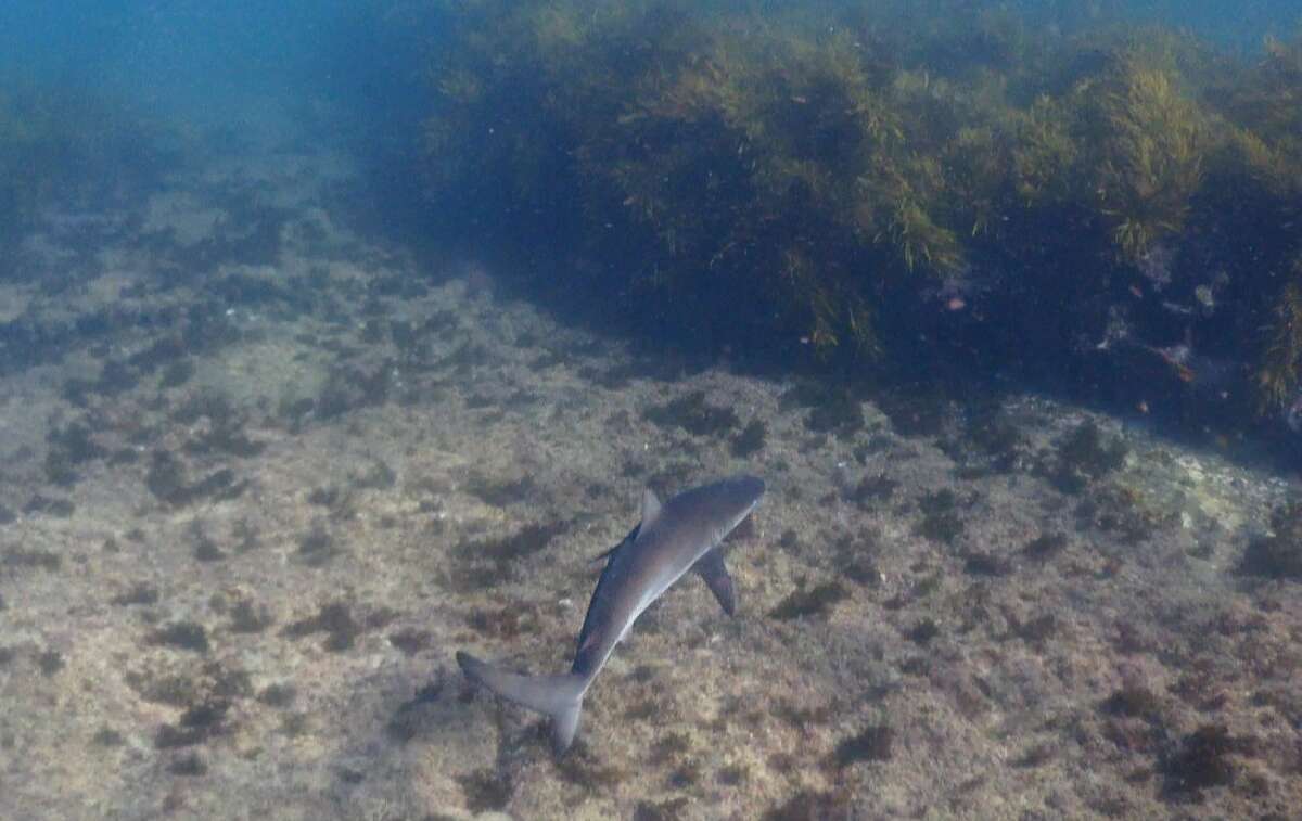 Image of Dusky Shark