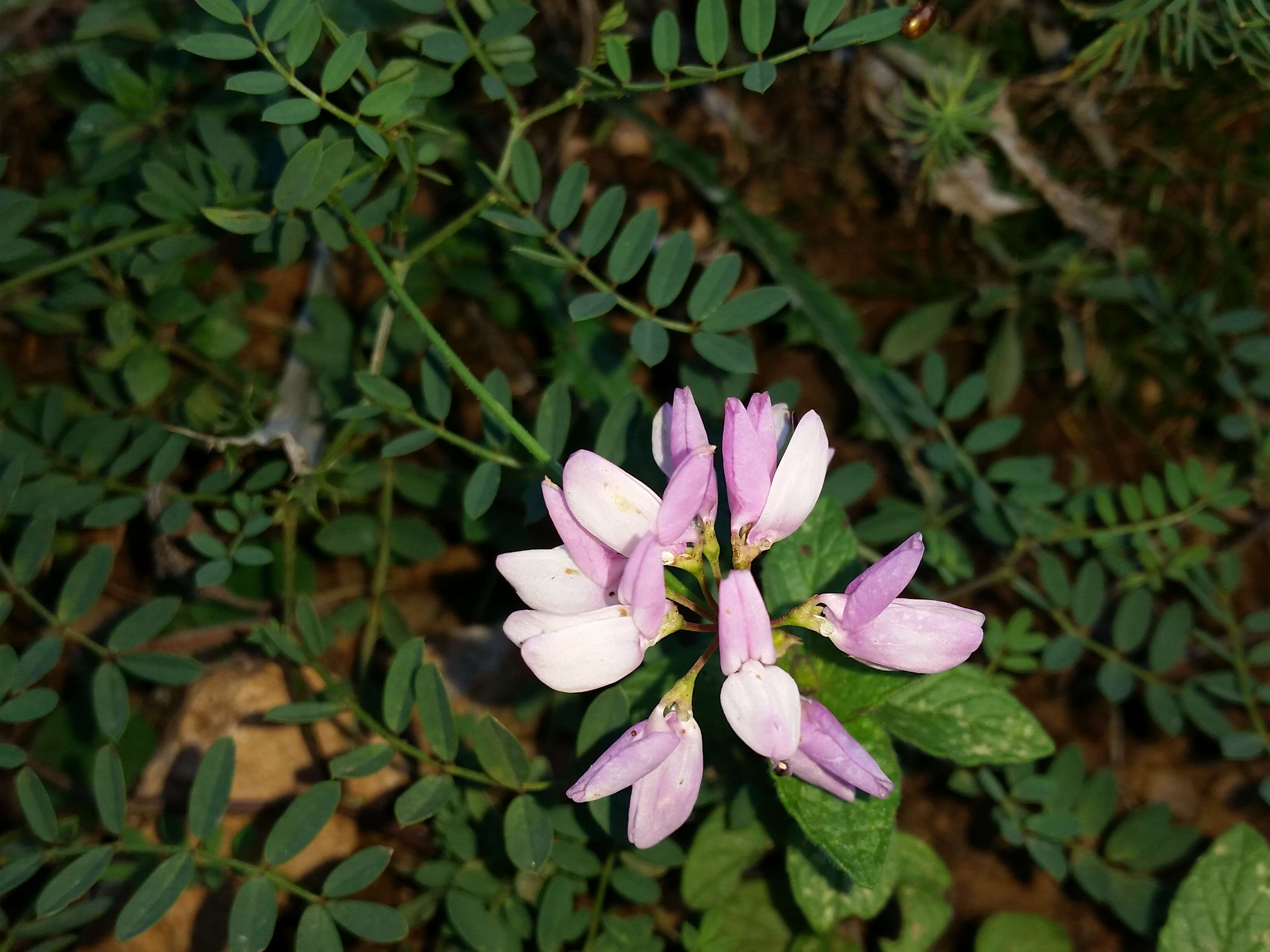 Image of crown vetch