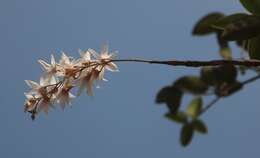 Image of Dendrobium barbatulum Lindl.