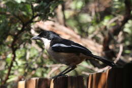 Image of Laniarius ferrugineus transvaalensis Roberts 1922