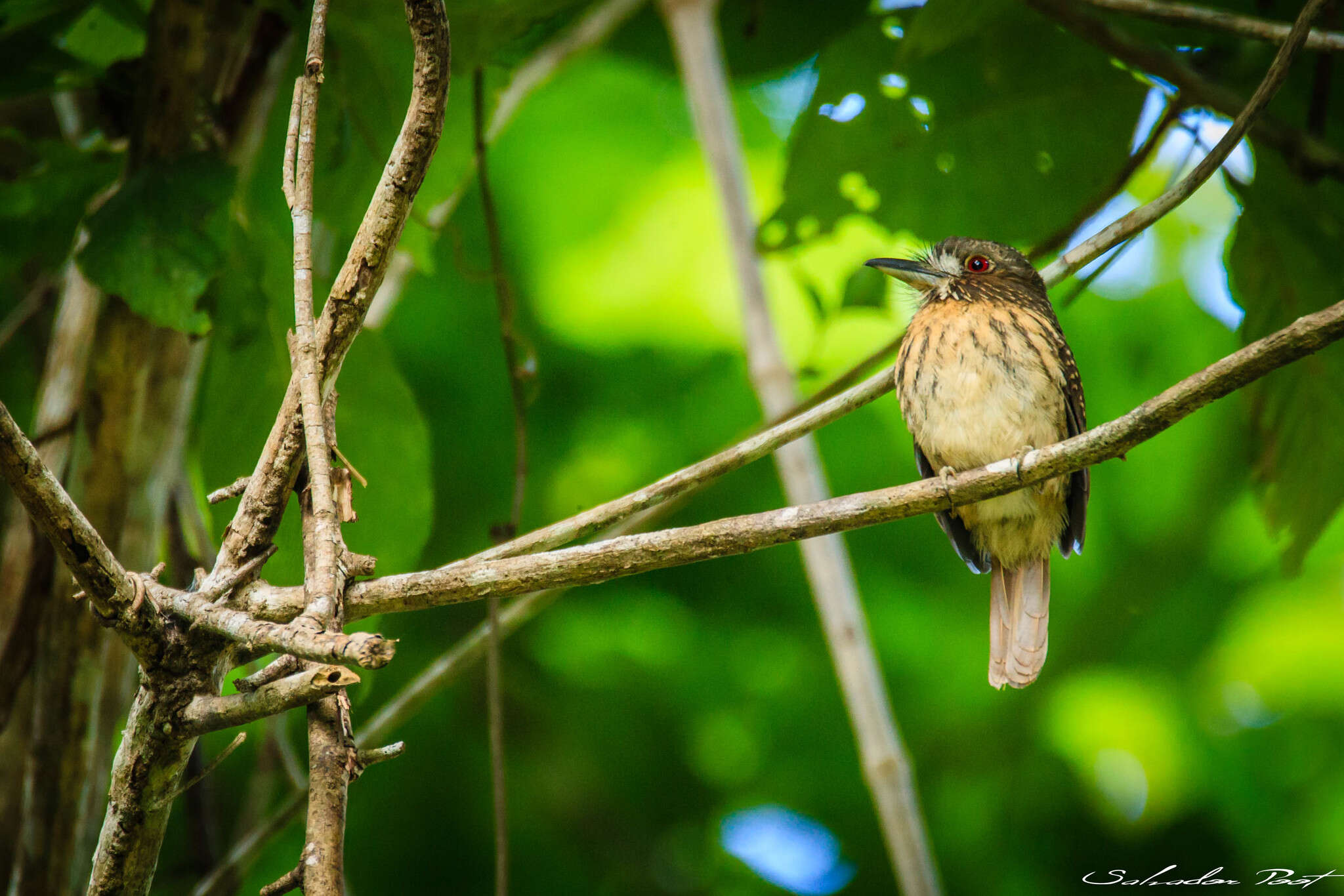 Image of White-whiskered Puffbird