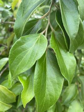 Image of Ceylon gooseberry