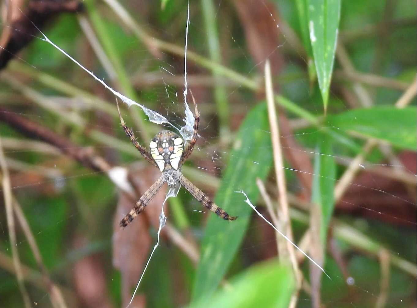 Image of Argiope perforata Schenkel 1963