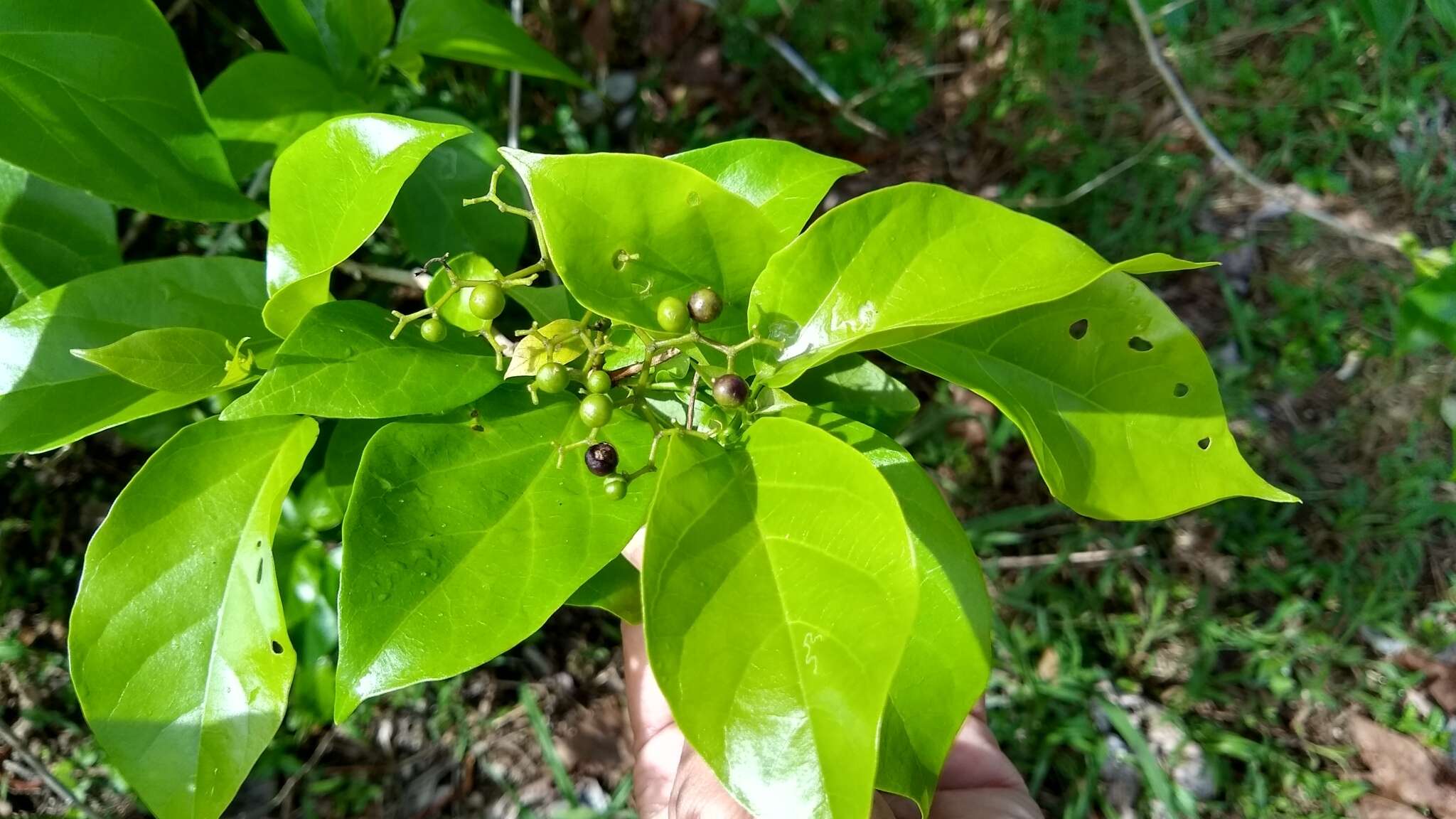 Image of Premna obtusifolia R. Br.