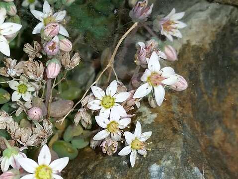 Image of thick-leaf stonecrop