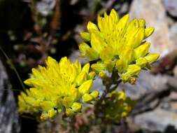 Image of Petrosedum rupestre (L.) P. Heath