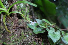 Image of Viola shinchikuensis Yamam.