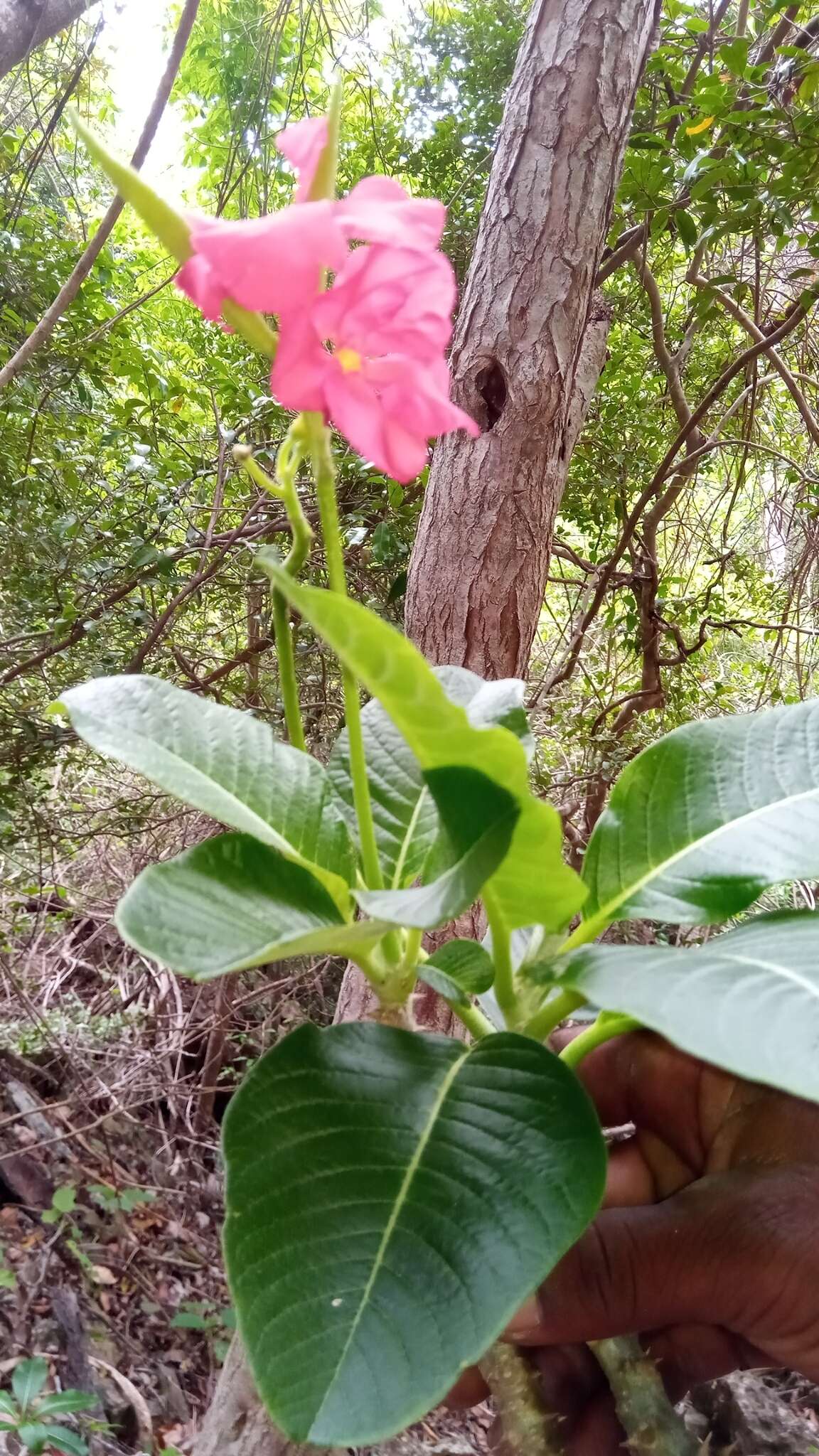 Imagem de Pachypodium windsorii Poiss.