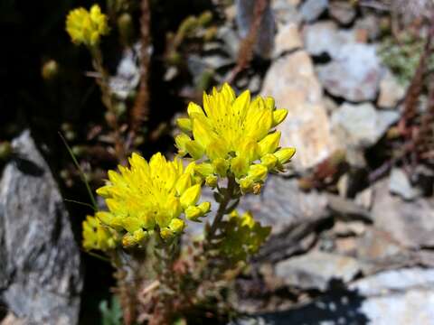 Image of Petrosedum rupestre (L.) P. Heath